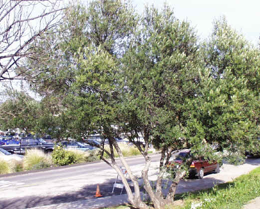 زیتون معمولی